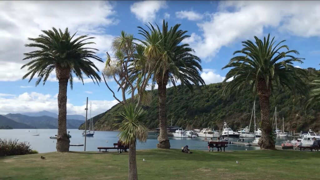 ピクトンの様子